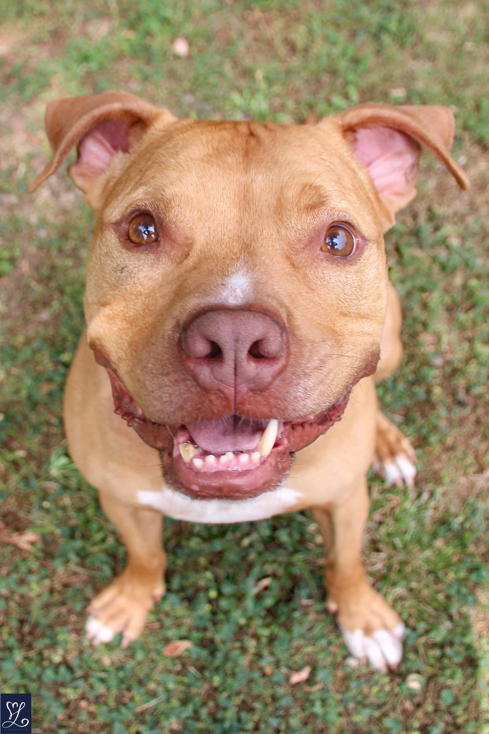 Bruno, Adoptable, Adult Male Pit Bull Terrier.