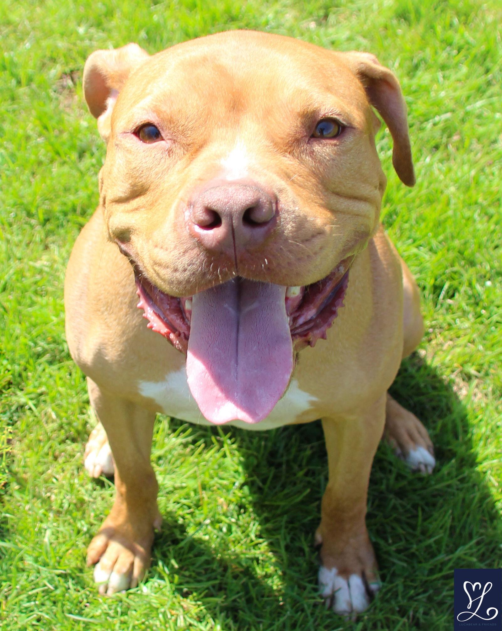 Enlarge Bruno, a Adoptable Pit Bull Terrier in Lockport, NY image 2/3