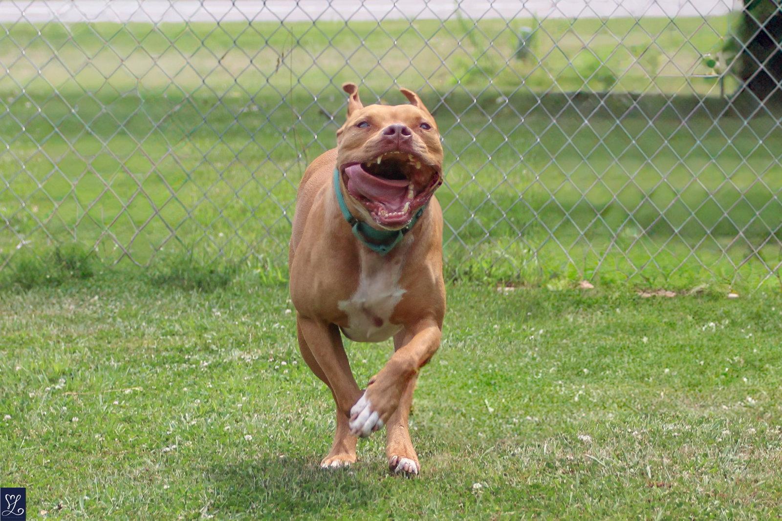 Bruno, a Adoptable Pit Bull Terrier in Lockport, NY image 2/3