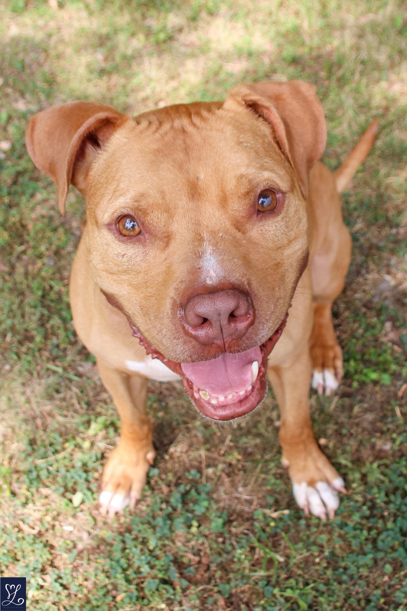 Bruno, a Adoptable Pit Bull Terrier in Lockport, NY image 3/3