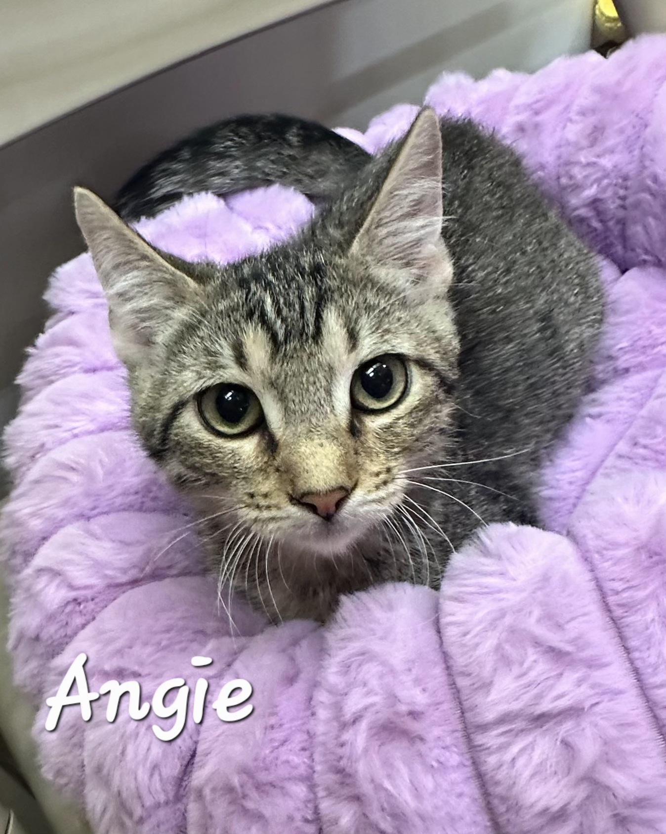 Enlarge Angie, a Adoptable mixed breed in Gilbert, AZ image 1/1