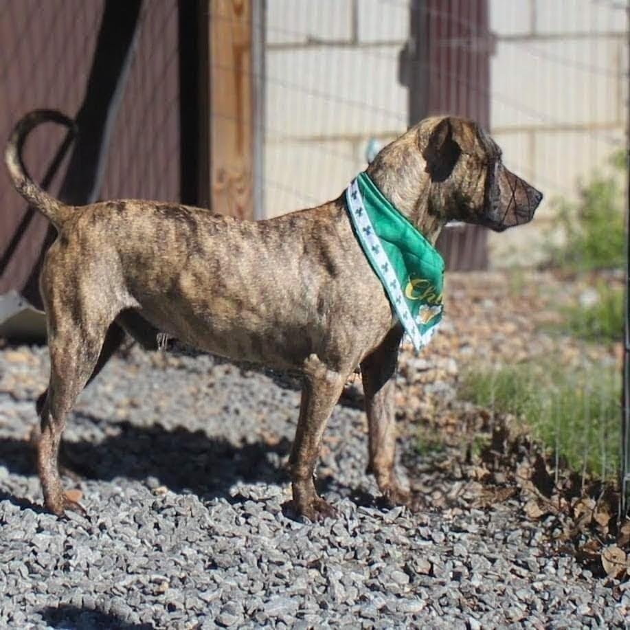 Kayce, Adoptable, Adult Male Pit Bull Terrier.