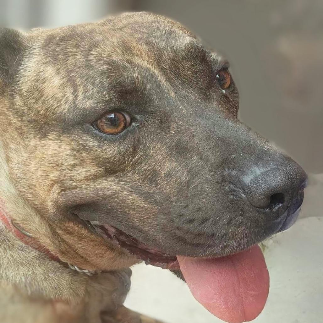 Enlarge Kayce, a Adoptable Pit Bull Terrier in Shelby, NC image 2/3