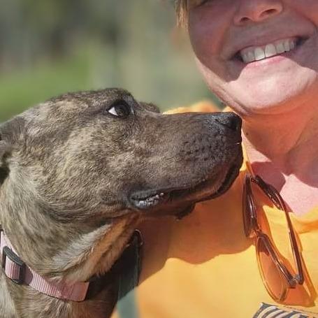 Enlarge Kayce, a Adoptable Pit Bull Terrier in Shelby, NC image 3/3