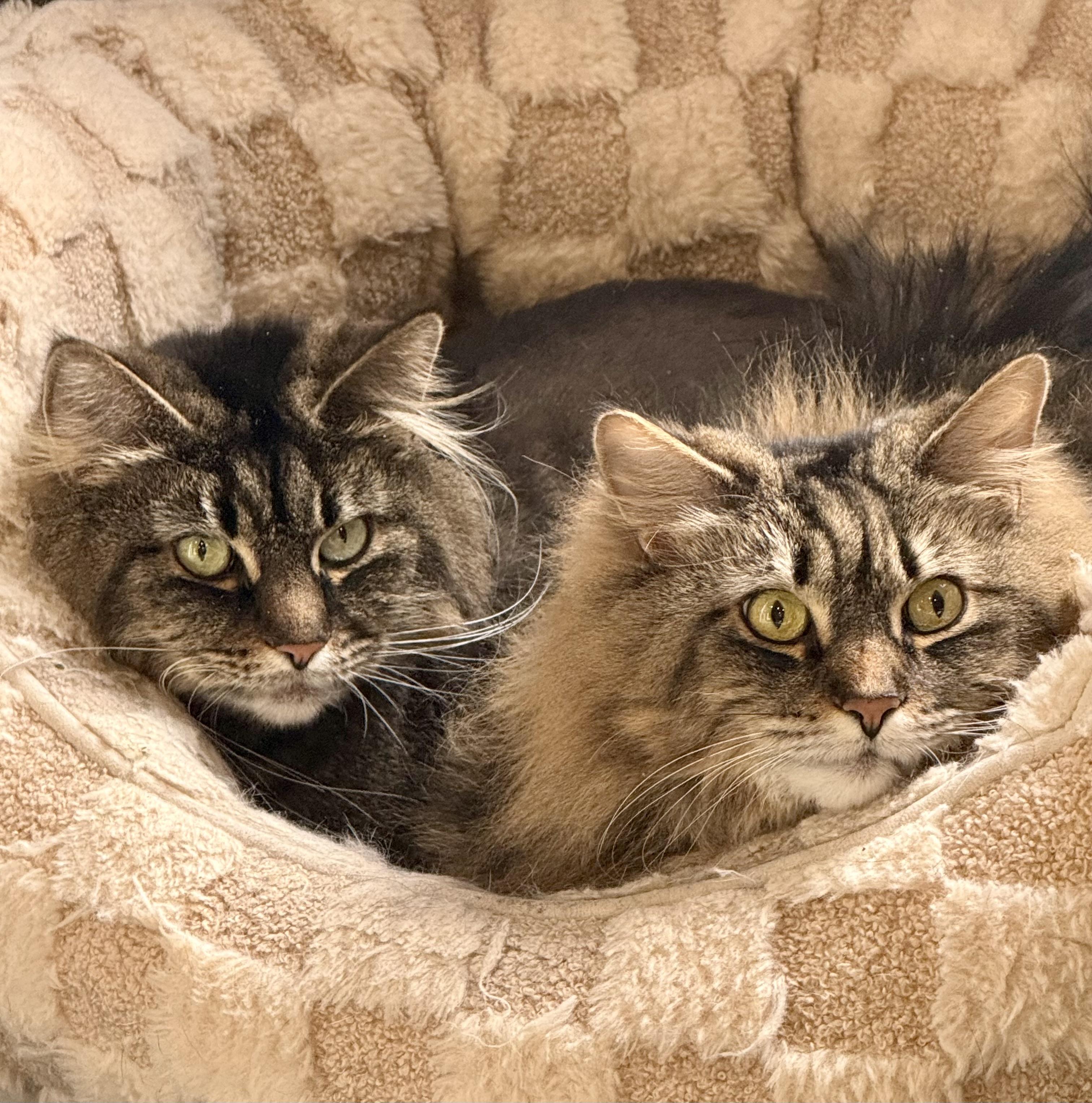Daffodil & Rosie (bonded sisters) , Adopted, Adult Female Domestic Long Hair & Maine Coon.