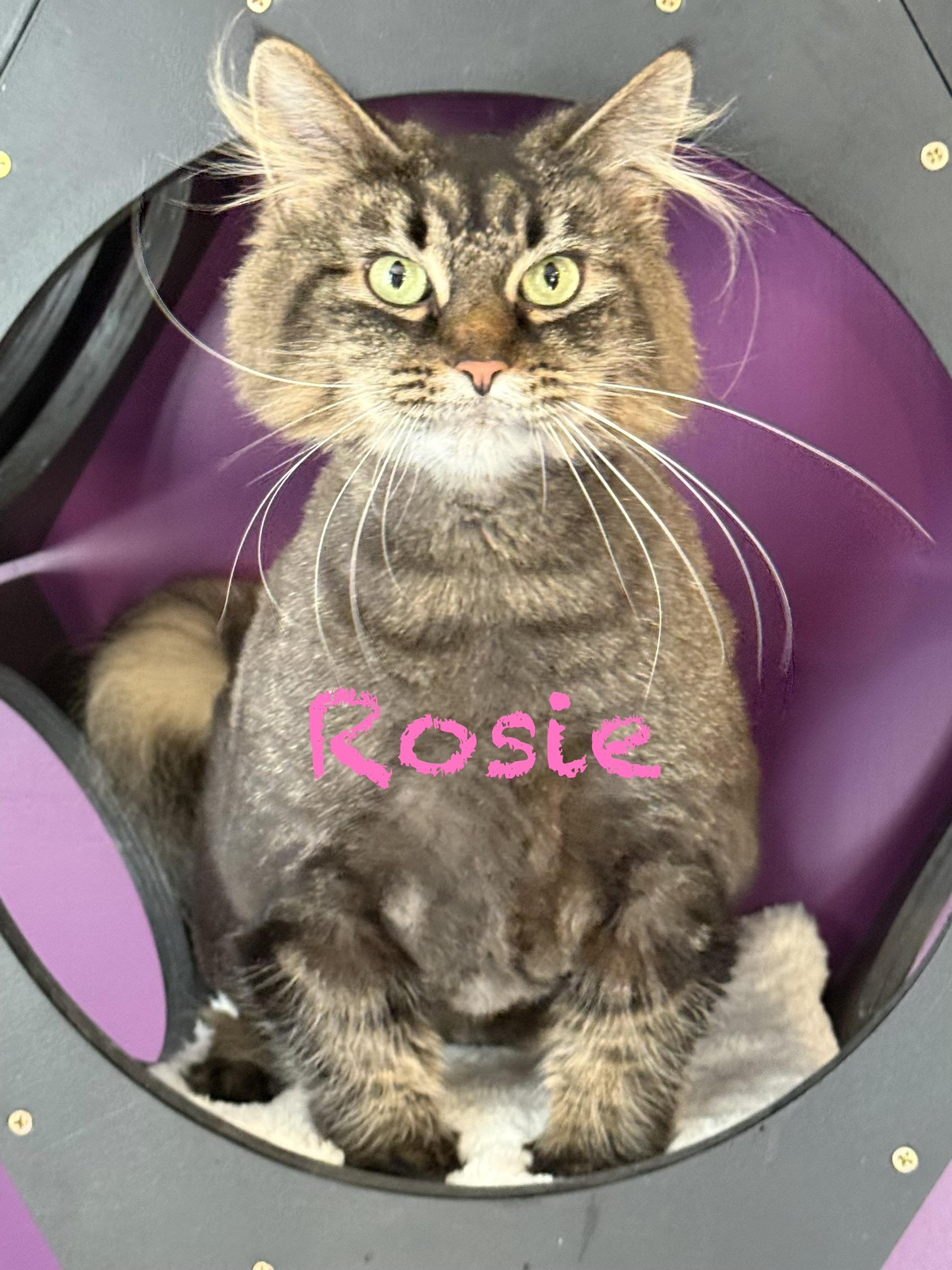 Enlarge Daffodil & Rosie (bonded sisters) , a Adopted mixed breed in Frewsburg, NY image 2/3