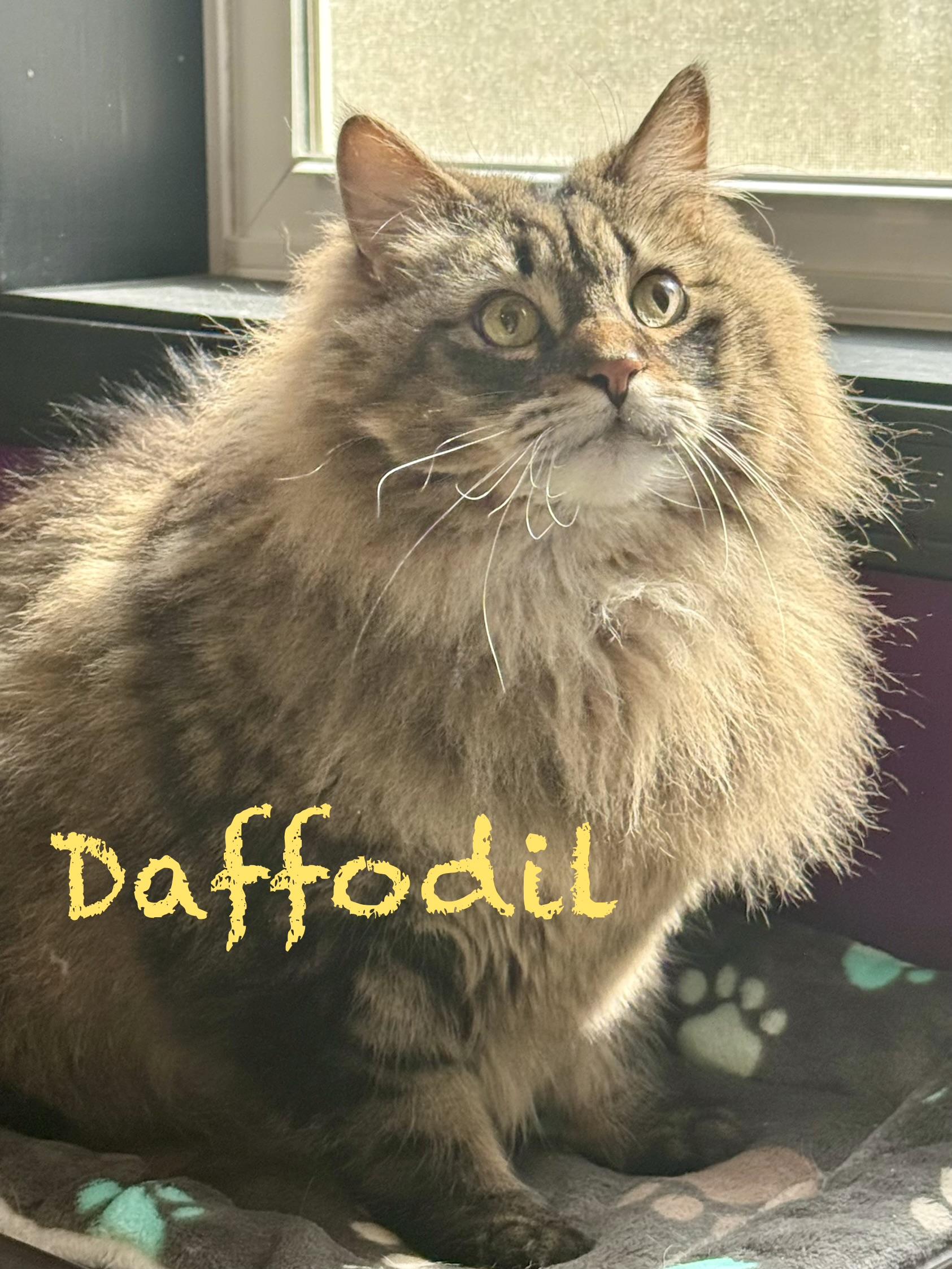 Enlarge Daffodil & Rosie (bonded sisters) , a Adopted mixed breed in Frewsburg, NY image 3/3