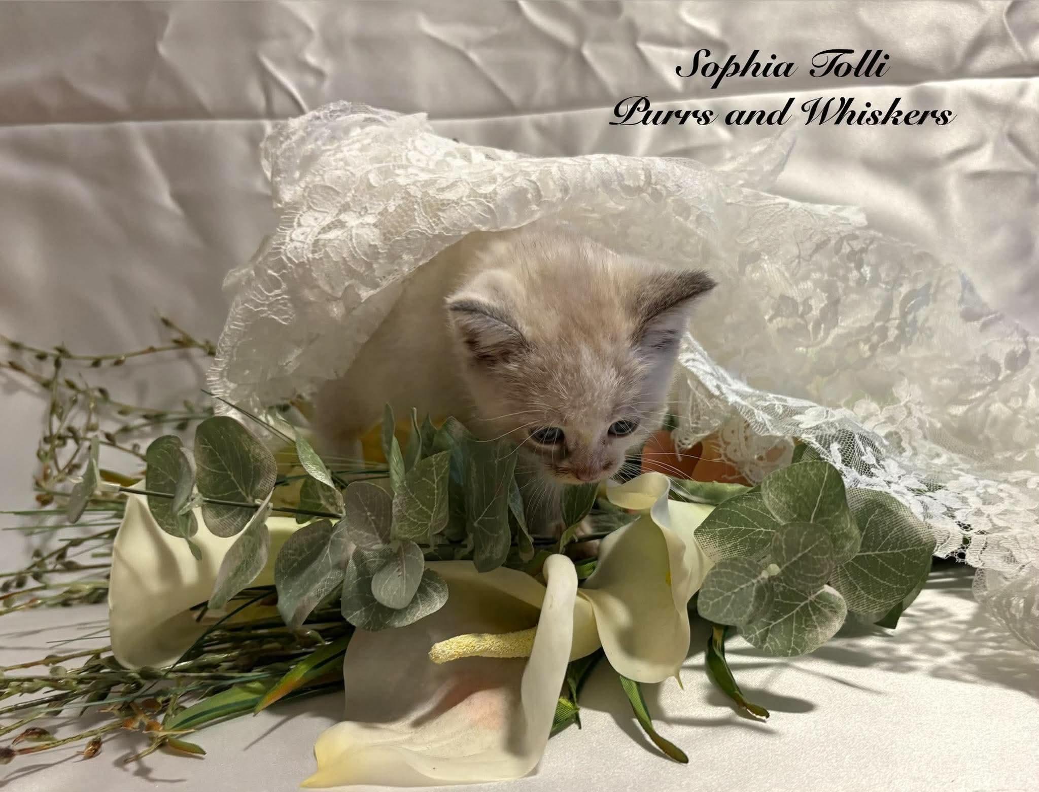 Enlarge Sophia Tolli, a Adoption Pending Domestic Short Hair in New Hartford, NY image 2/2