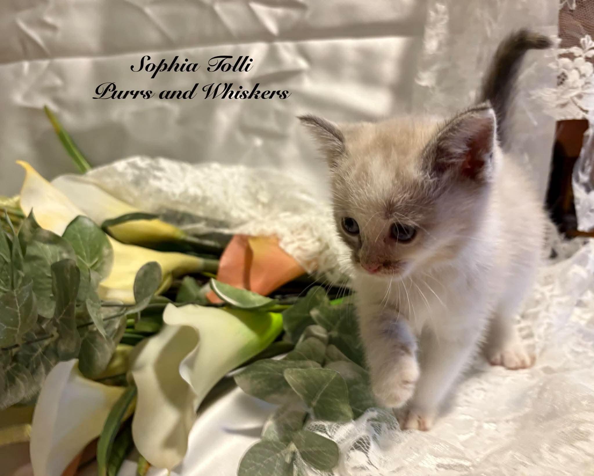 Enlarge Sophia Tolli, a Adoption Pending Domestic Short Hair in New Hartford, NY image 1/2