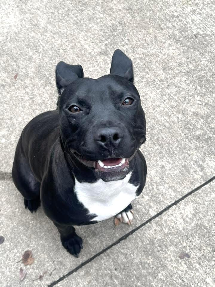 Enlarge Tiana, a ADOPTABLE Pit Bull Terrier in Chicago, IL image 4/5