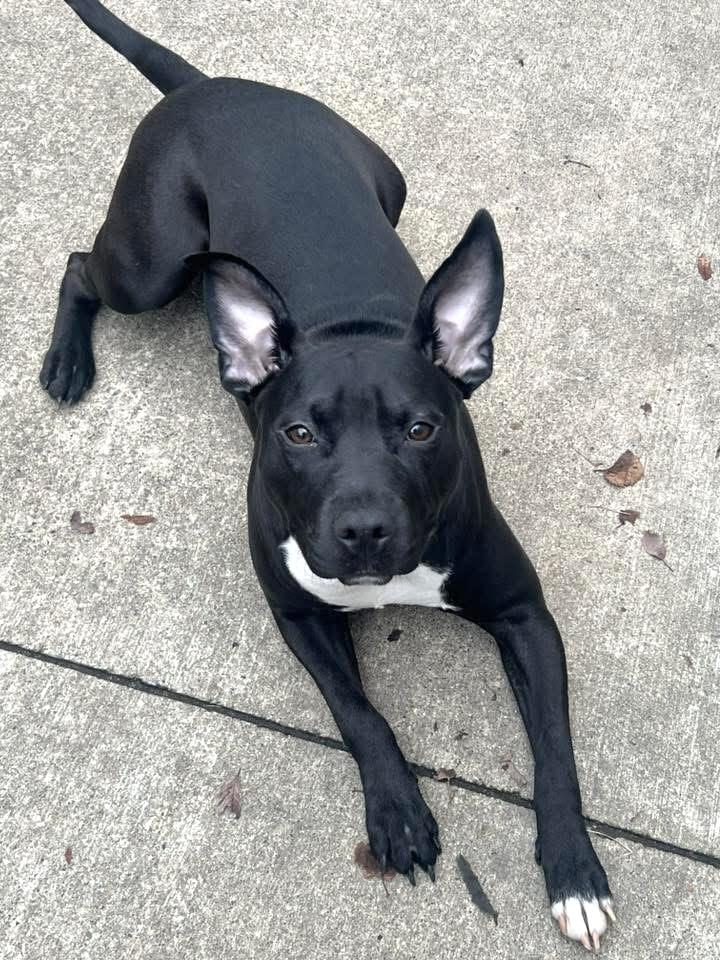 Enlarge Tiana, a ADOPTABLE Pit Bull Terrier in Chicago, IL image 2/5