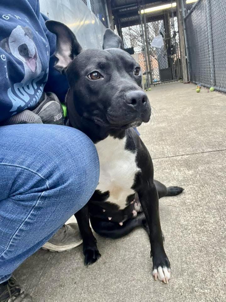 Enlarge Tiana, a ADOPTABLE Pit Bull Terrier in Chicago, IL image 3/5