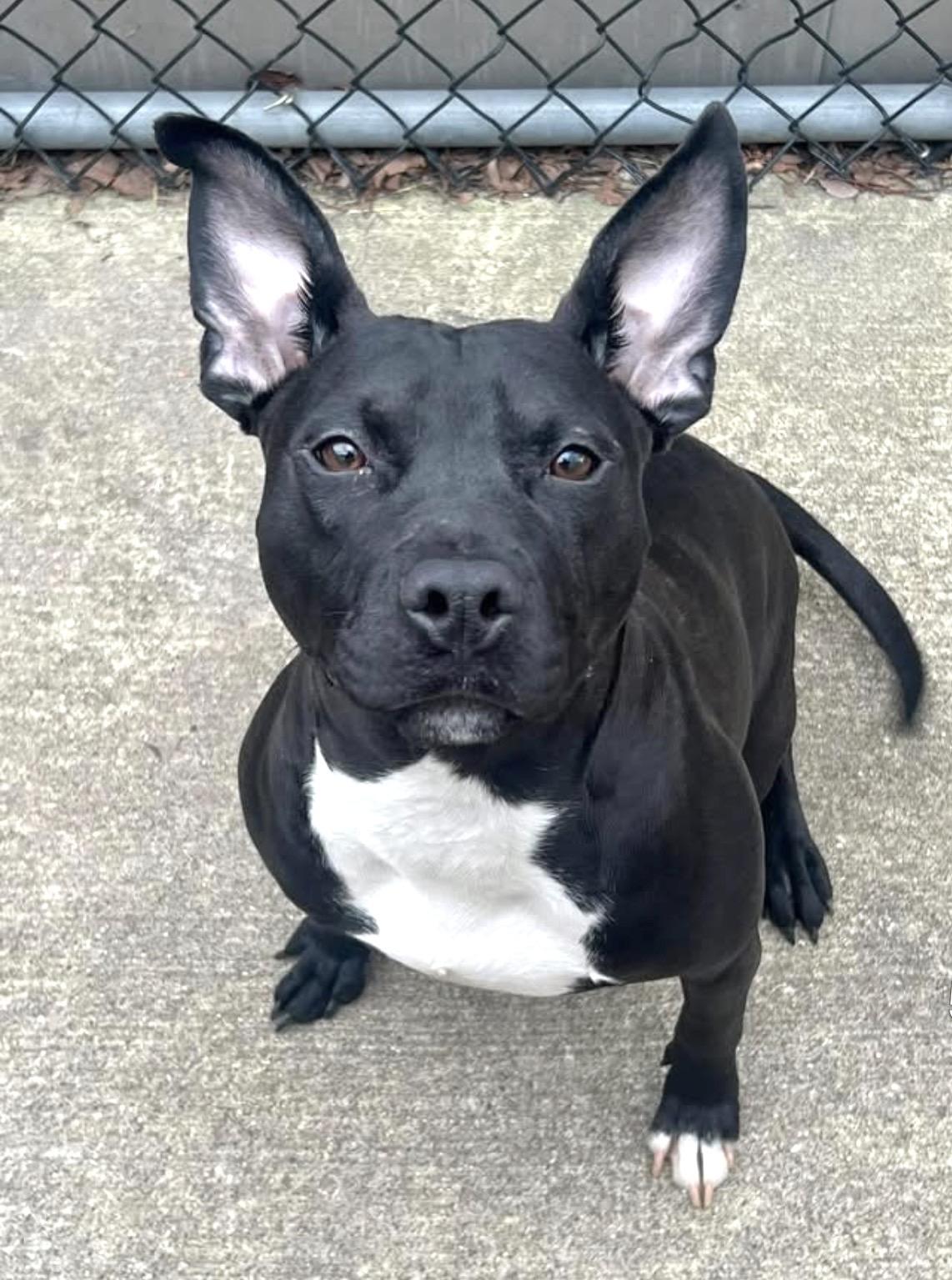 Enlarge Tiana, a ADOPTABLE Pit Bull Terrier in Chicago, IL image 1/5