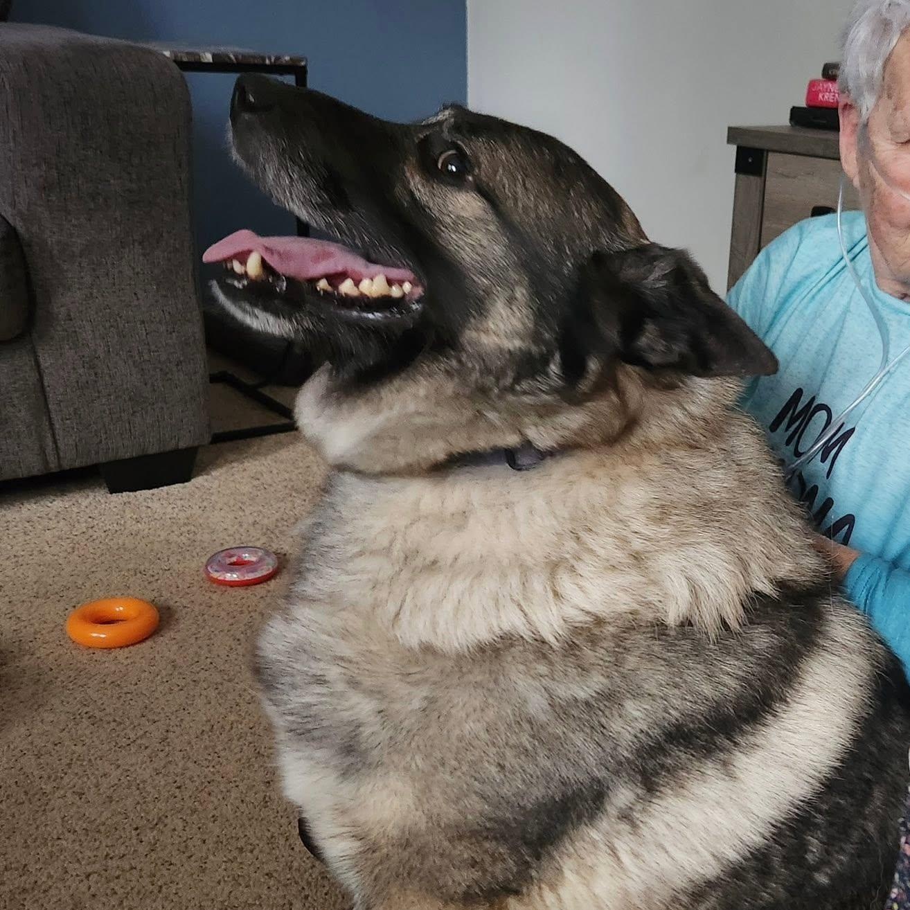Cash, ADOPTABLE, Adult Male Norwegian Elkhound.