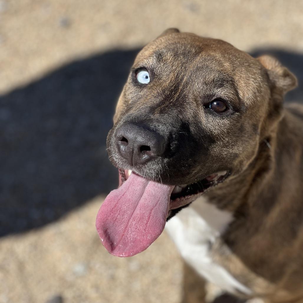 Luna - PAWS, Adoptable, Young Female Mixed Breed.