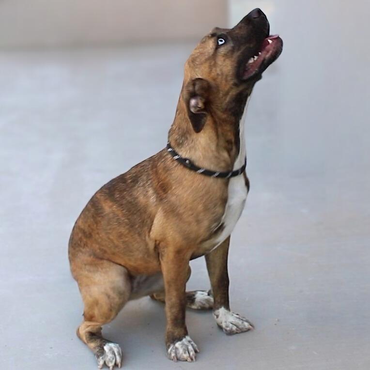 Enlarge Luna - PAWS, a Adoptable Mixed Breed in Las Cruces, NM image 2/6