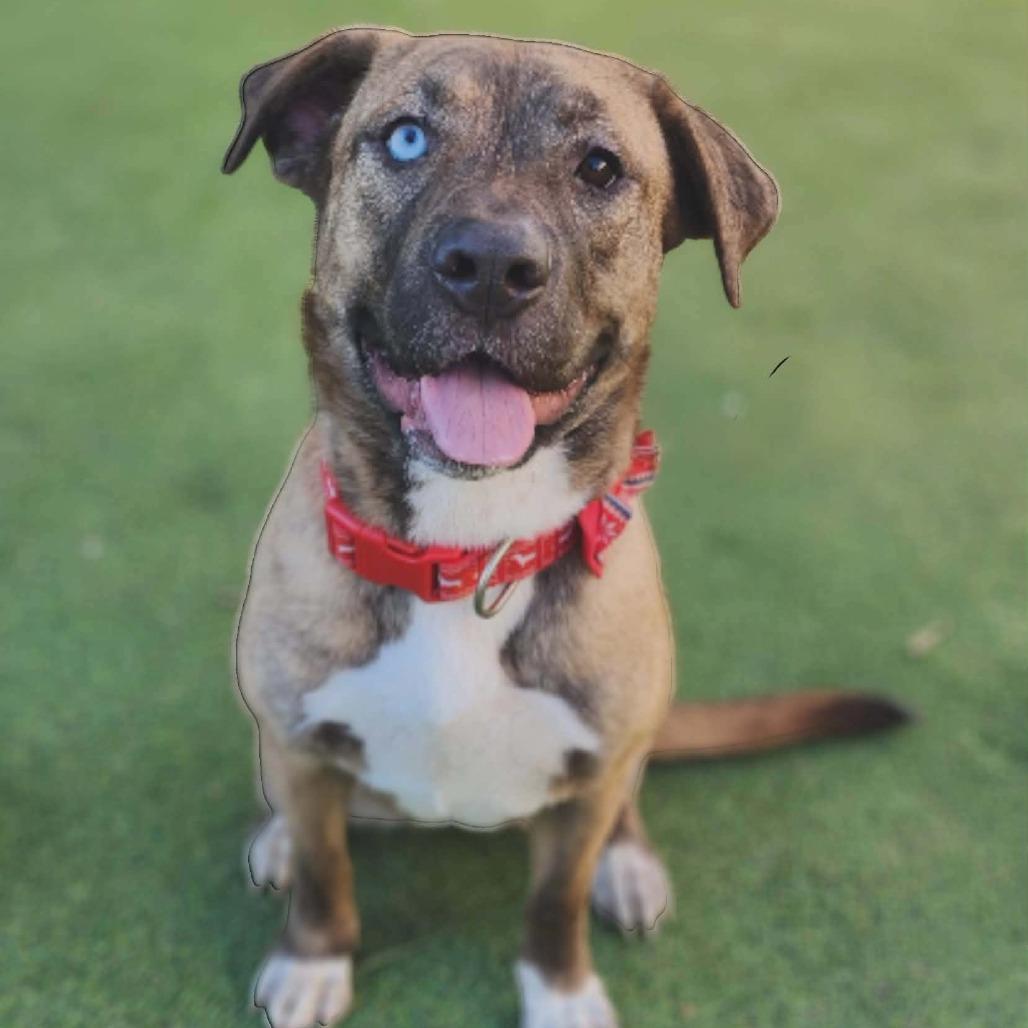 Luna - PAWS, a Adoptable Mixed Breed in Las Cruces, NM image 2/6