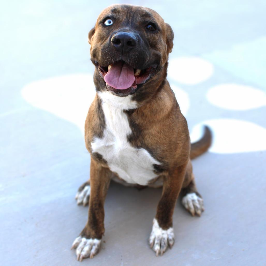 Enlarge Luna - PAWS, a Adoptable Mixed Breed in Las Cruces, NM image 3/6