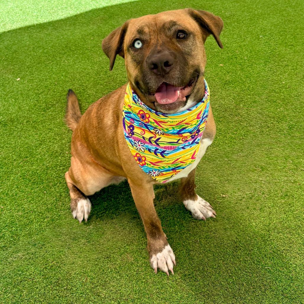 Enlarge Luna - PAWS, a Adoptable Mixed Breed in Las Cruces, NM image 3/5