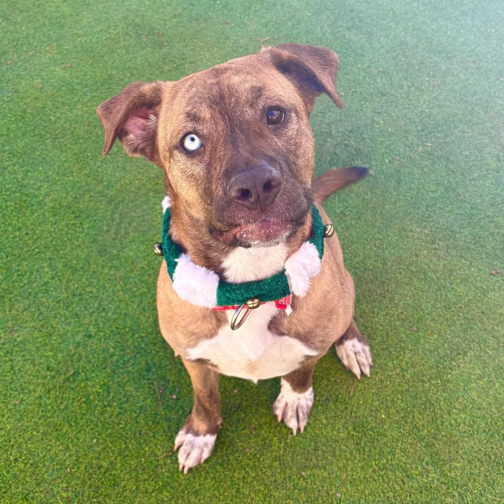 Enlarge Luna - PAWS, a Adoptable Mixed Breed in Las Cruces, NM image 4/6