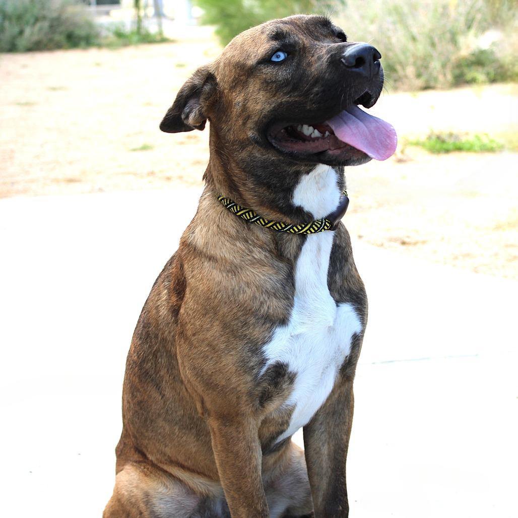 Enlarge Luna - PAWS, a Adoptable Mixed Breed in Las Cruces, NM image 5/6