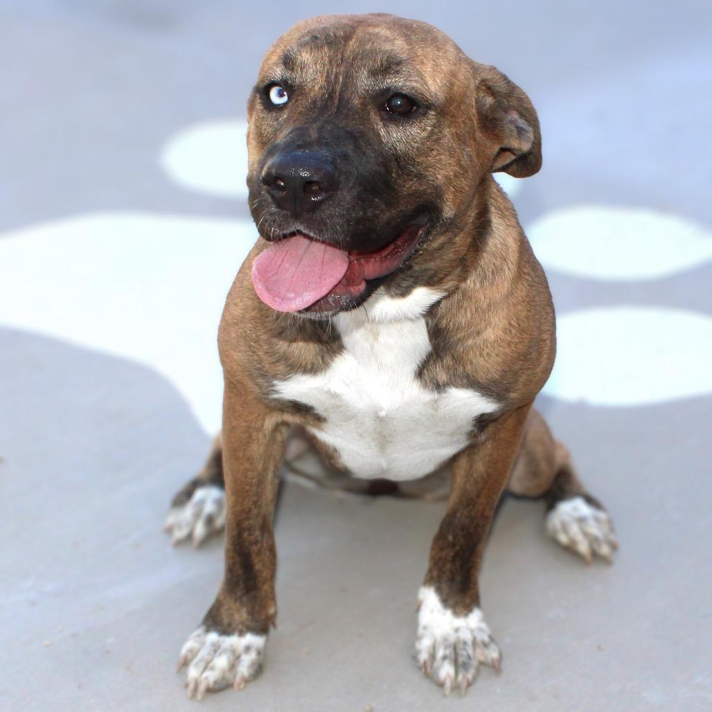 Enlarge Luna - PAWS, a Adoptable Mixed Breed in Las Cruces, NM image 6/6