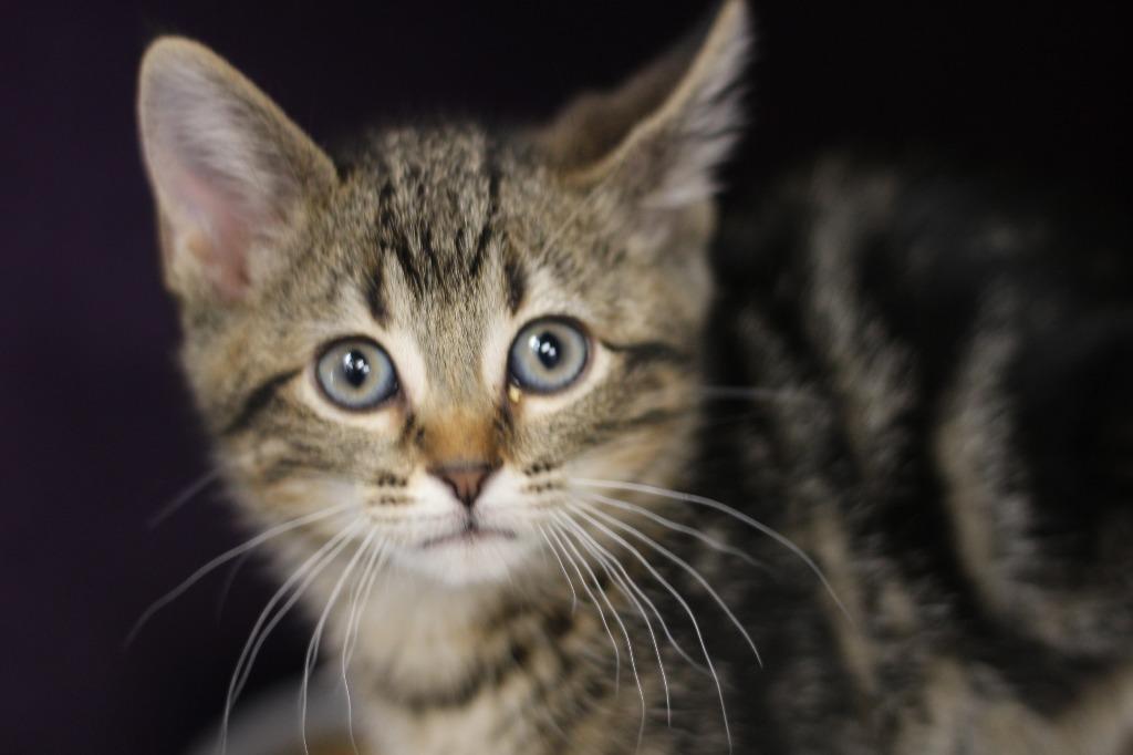 Han, Adoptable, Kitten Male Domestic Short Hair.