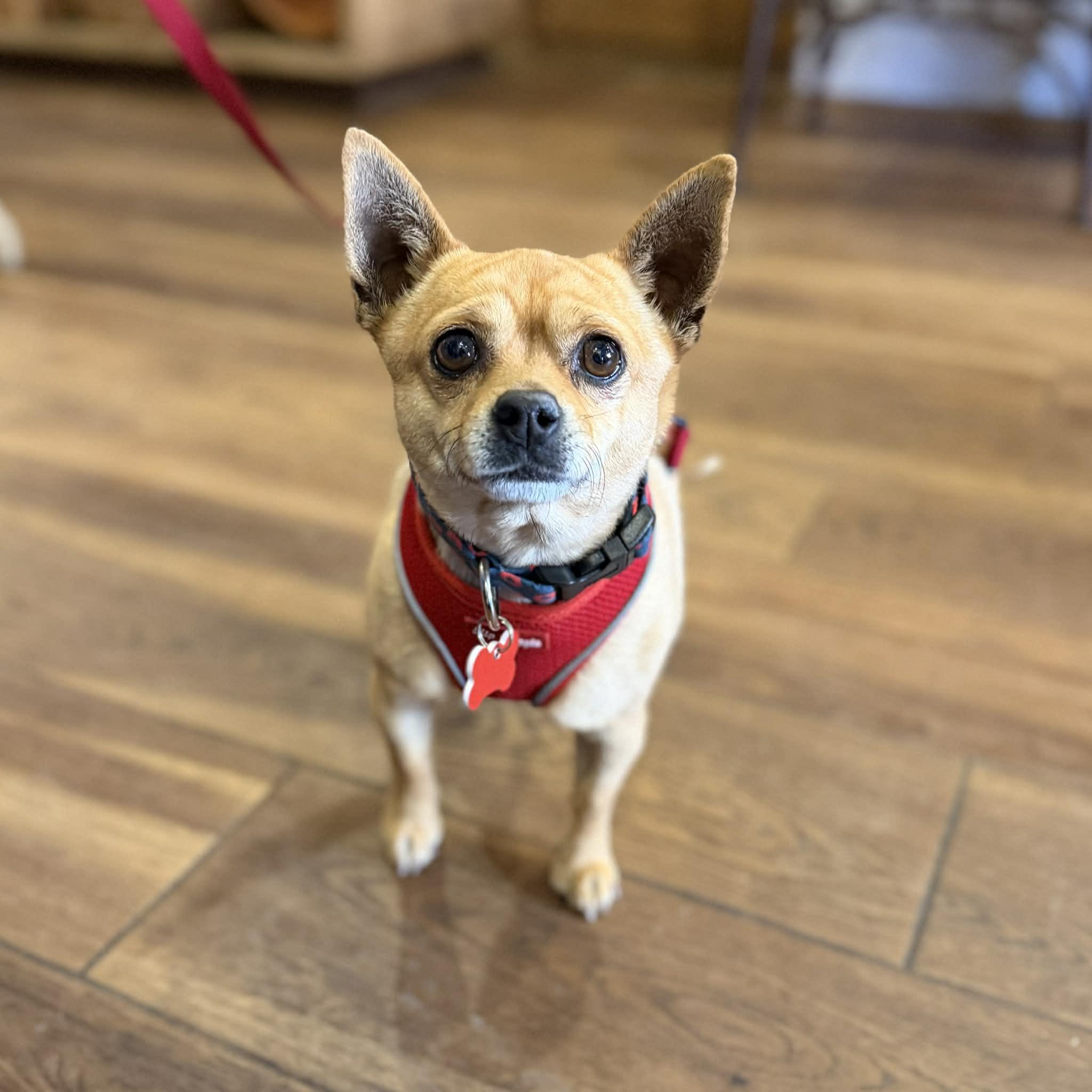 Enlarge Kyle, a ADOPTABLE mixed breed in Boulder, CO image 4/5