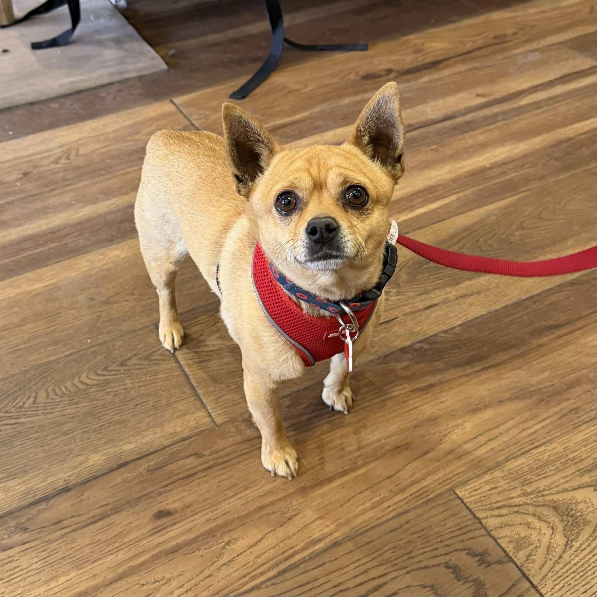 Kyle, ADOPTABLE, Young Male Chihuahua.