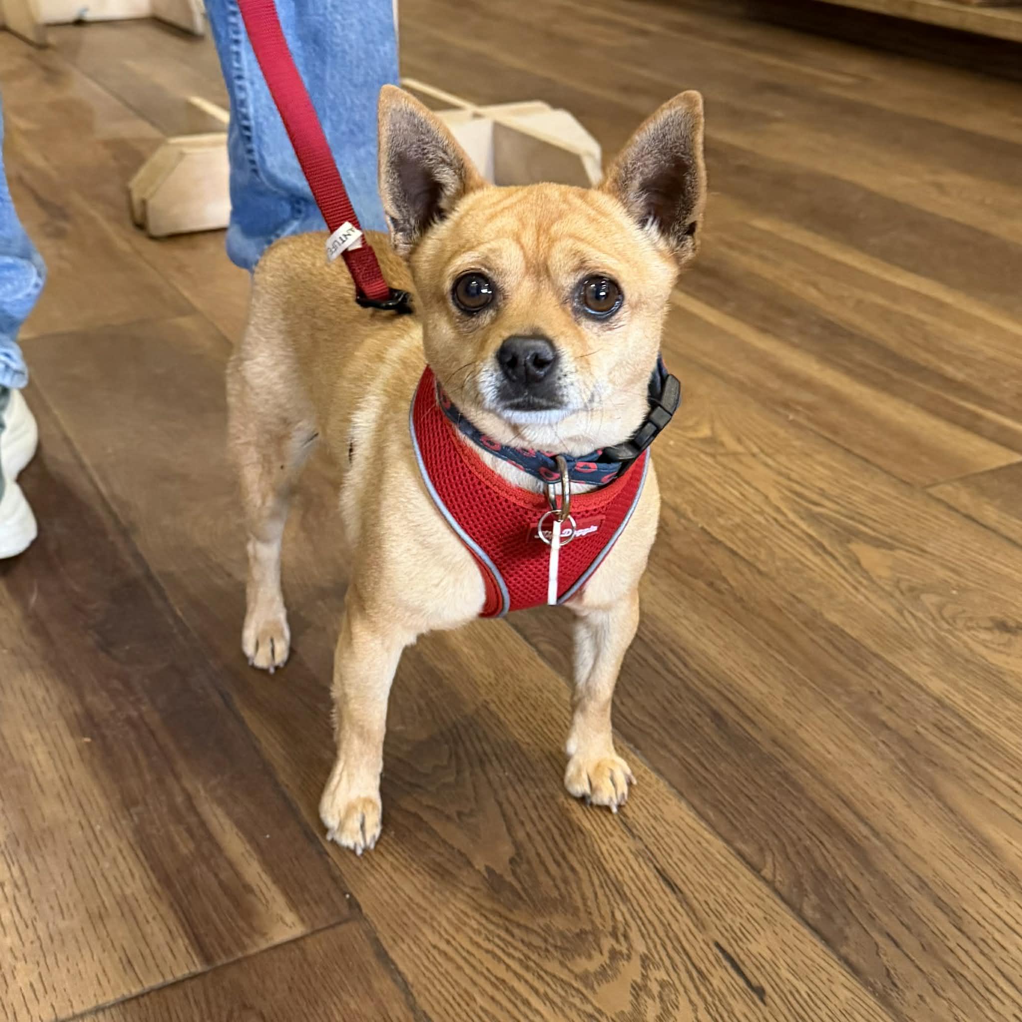 Enlarge Kyle, a ADOPTABLE mixed breed in Boulder, CO image 3/5