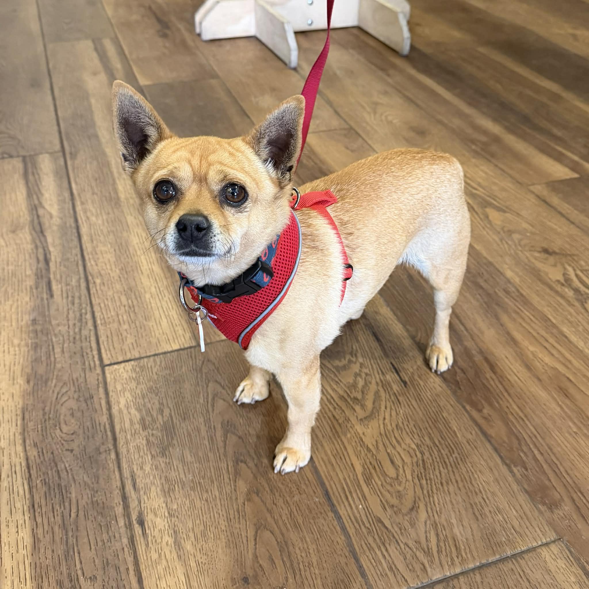 Enlarge Kyle, a ADOPTABLE mixed breed in Boulder, CO image 2/5