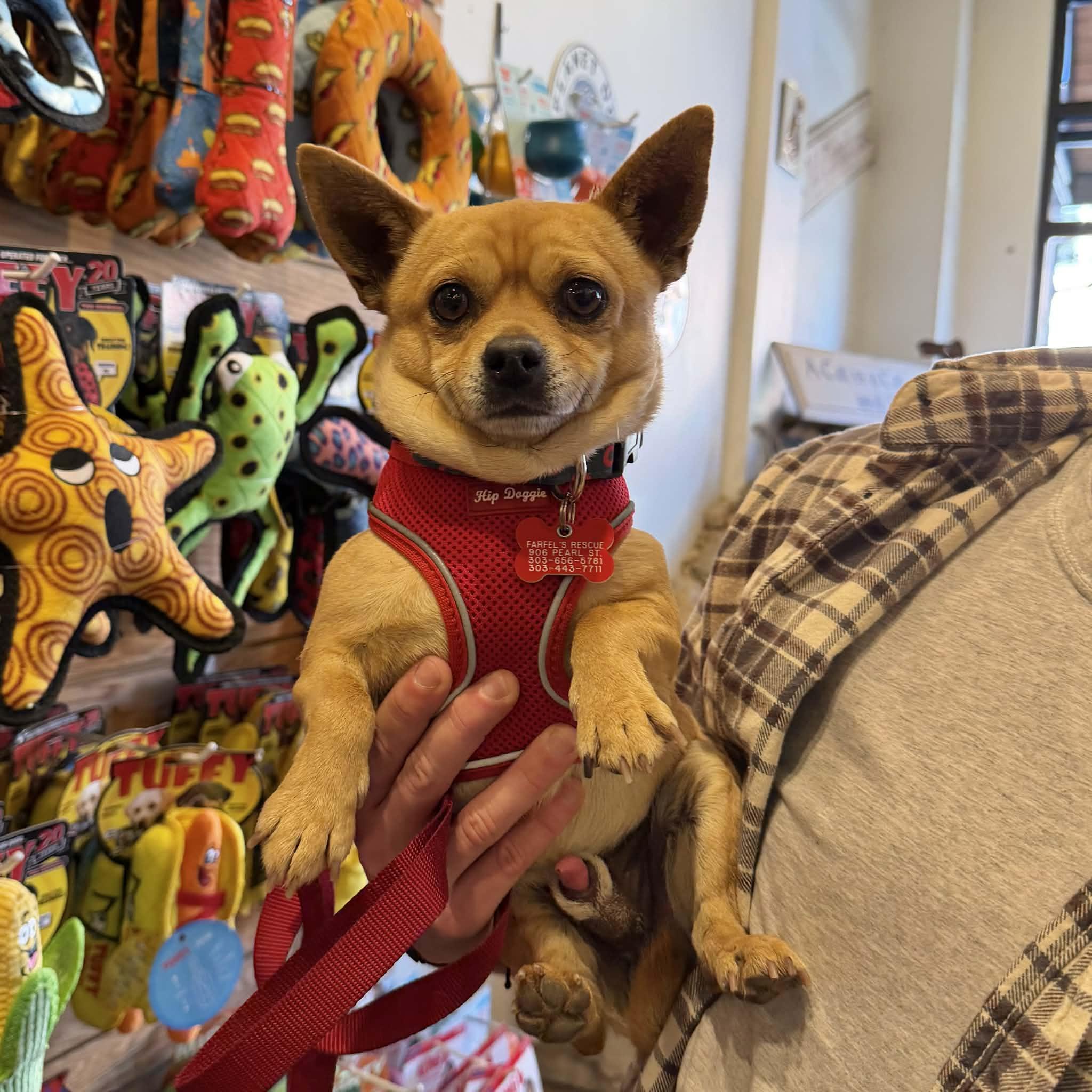 Enlarge Kyle, a ADOPTABLE mixed breed in Boulder, CO image 5/5