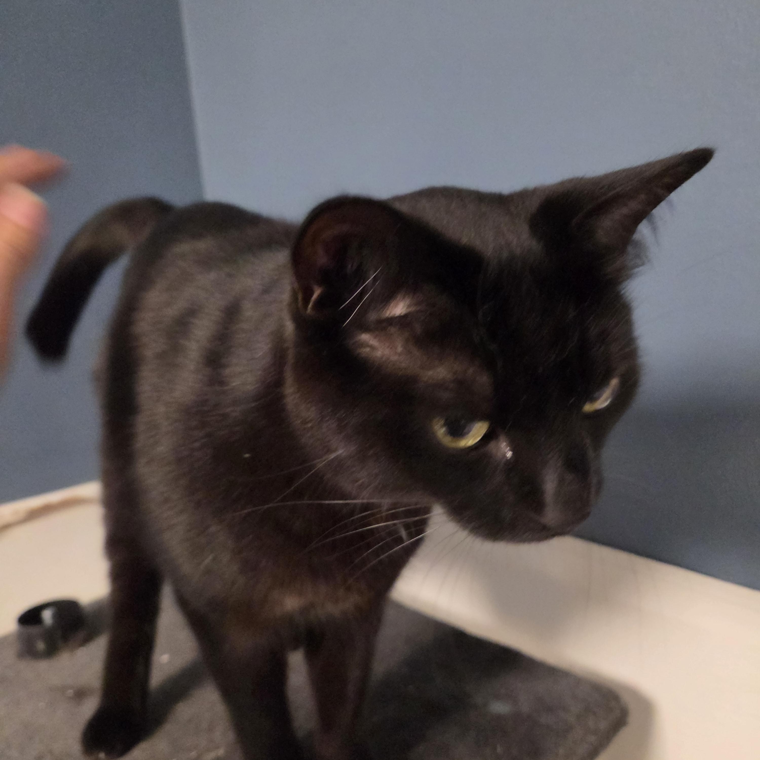 Enlarge Bill, a Adoptable American Shorthair in Toledo, OH image 1/1