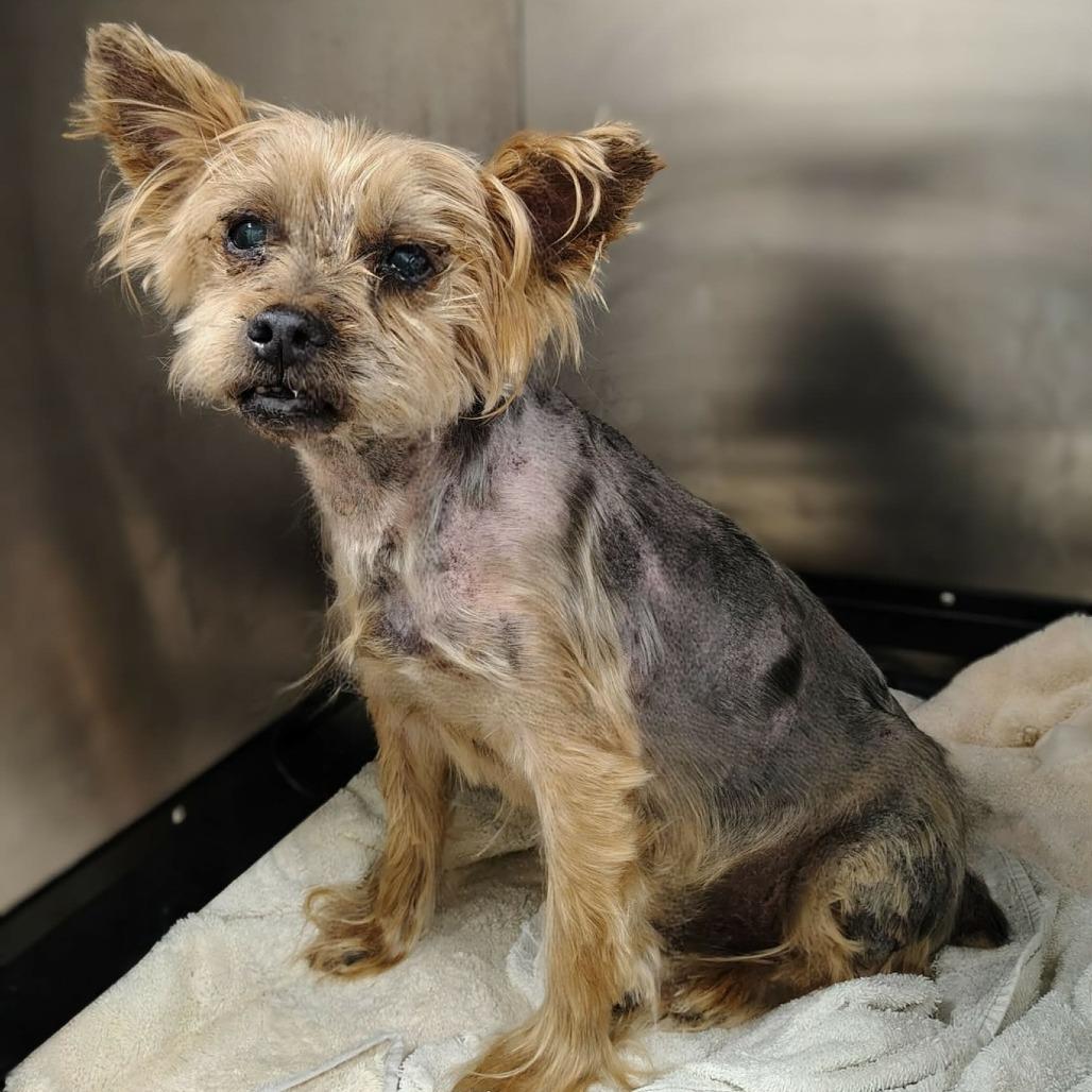 Chewie, Adoptable, Senior Male Yorkshire Terrier & Mixed Breed.