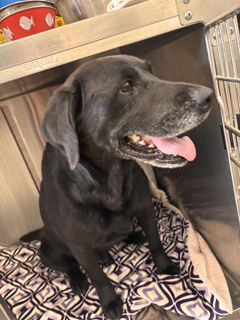 Enlarge MOBY, a Adoptable Labrador Retriever in Lees Summit, MO image 1/1