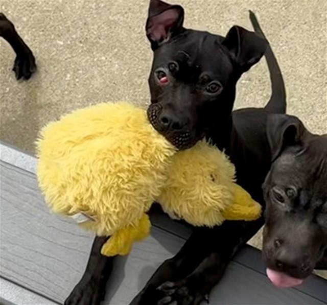 JEAN, Adoptable, Young Female Pit Bull Terrier.