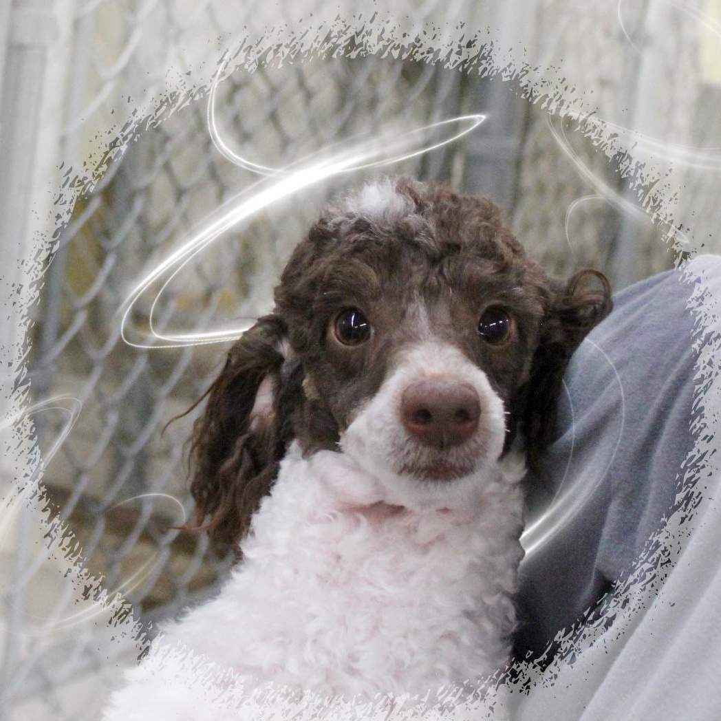 Trixie, ADOPTABLE, Young Female Miniature Poodle.