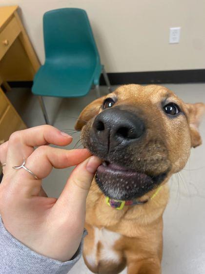 Kylie, a ADOPTABLE mixed breed in Bellingham, WA image 1/4