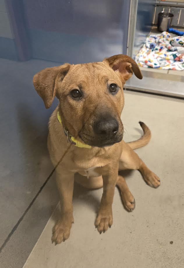 Kylie, a ADOPTABLE mixed breed in Bellingham, WA image 2/4