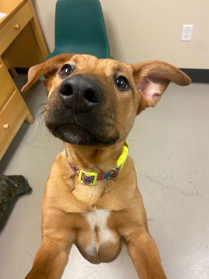 Kylie, ADOPTABLE, Young Female Presa Canario.