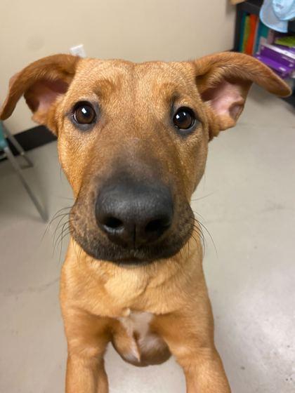 Kylie, a ADOPTABLE mixed breed in Bellingham, WA image 4/4