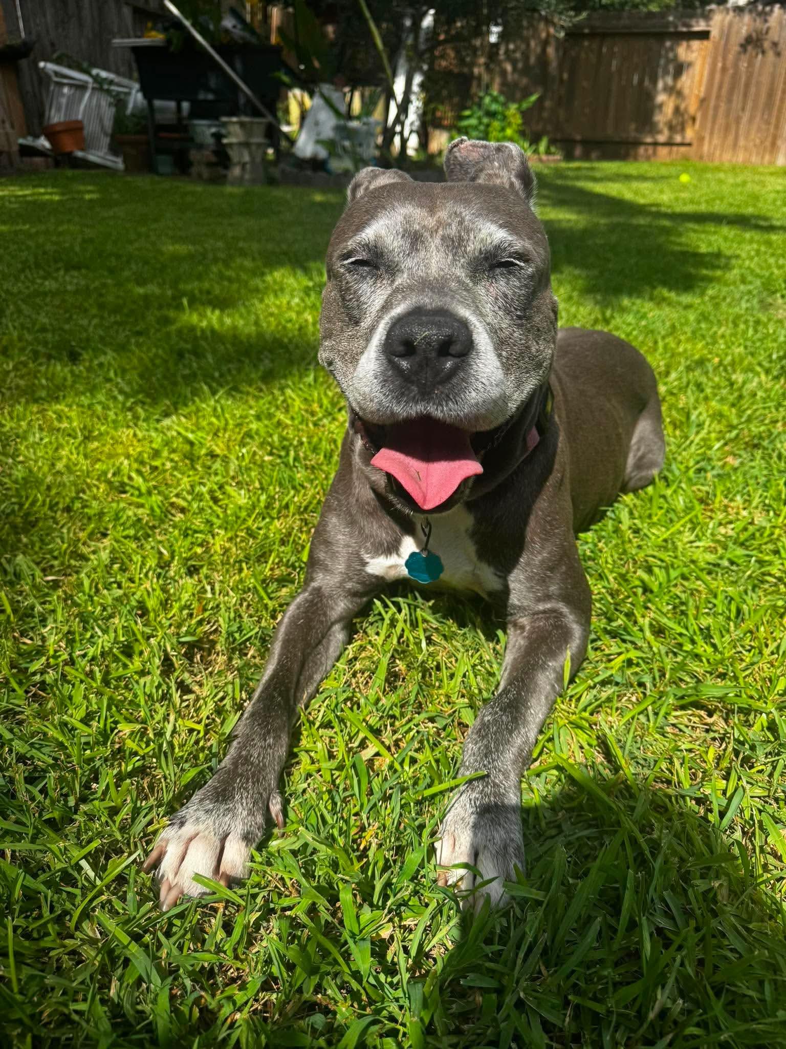 Enlarge Ivy, a Adoptable mixed breed in Mooresville, NC image 6/6