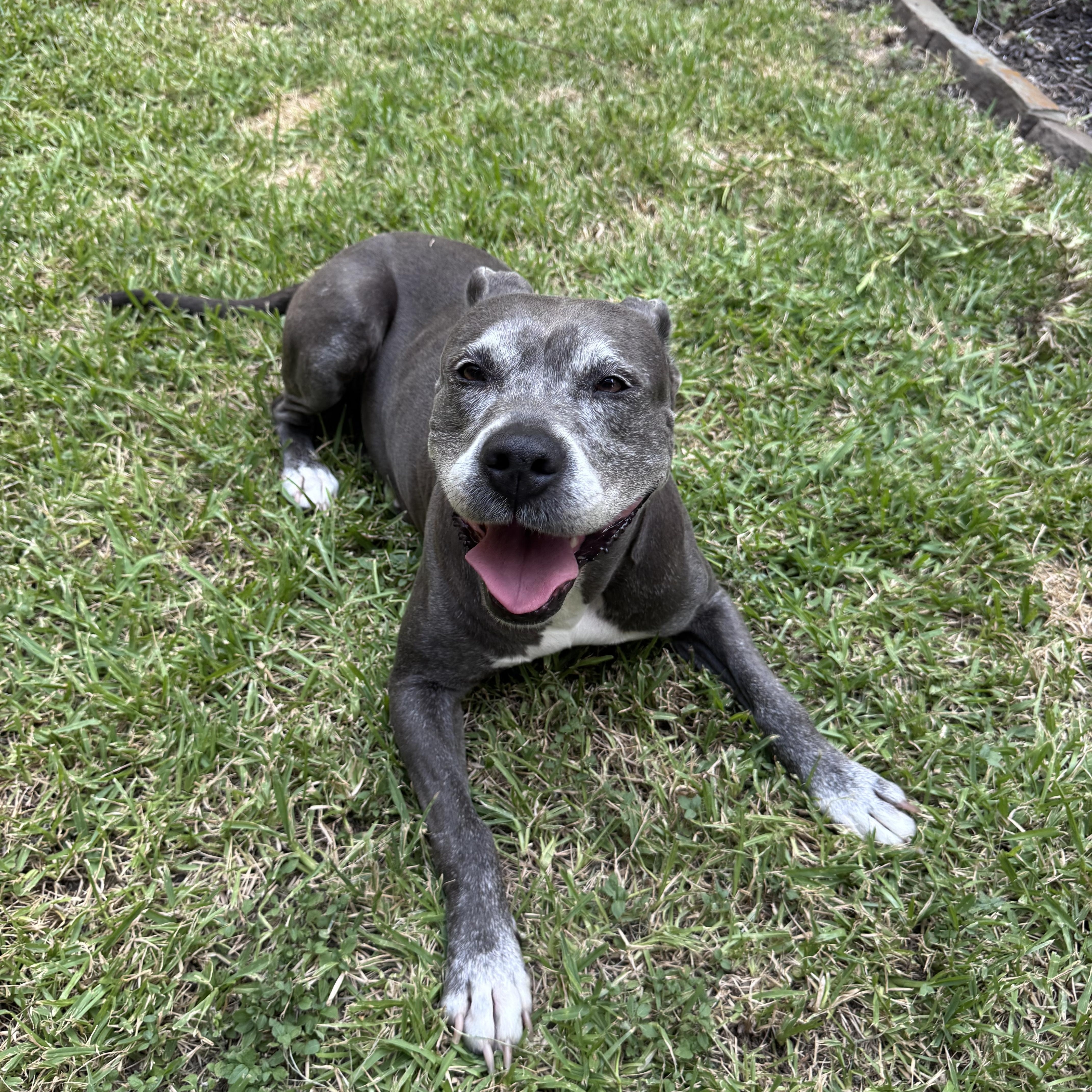 Enlarge Ivy, a Adoptable mixed breed in Mooresville, NC image 2/6