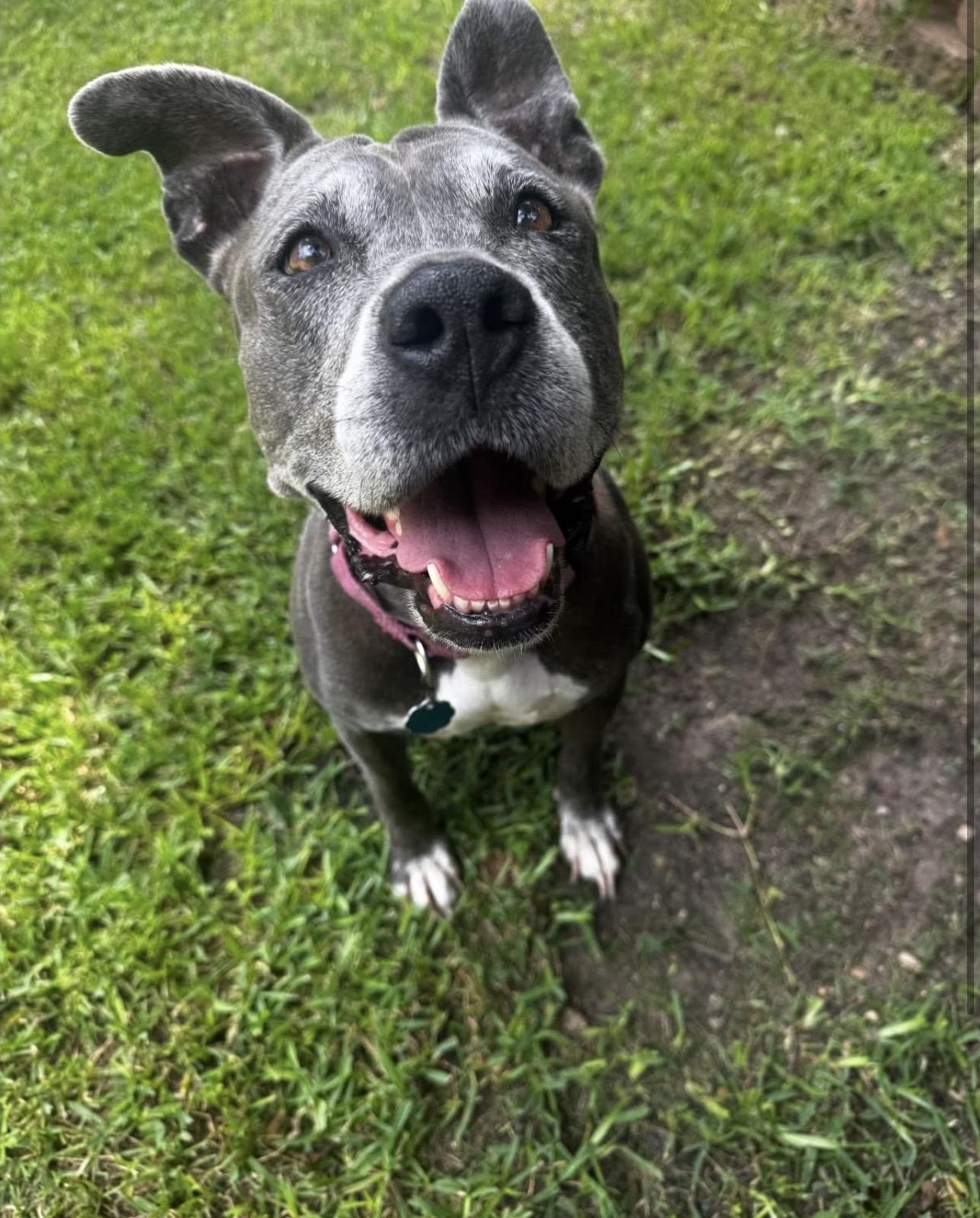 Ivy, Adoptable, Senior Female American Staffordshire Terrier & Pit Bull Terrier.