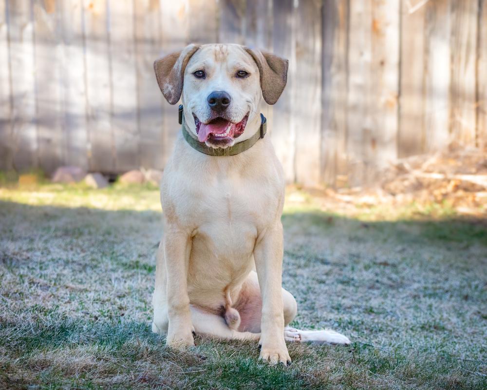 Enlarge Hank - affectionate puppy, a ADOPTABLE mixed breed in Boulder, CO image 3/6