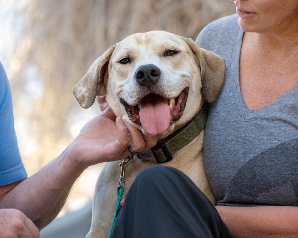 Enlarge Hank - affectionate puppy, a ADOPTABLE mixed breed in Boulder, CO image 2/6