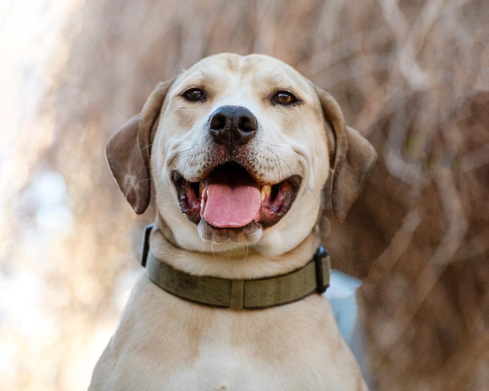 Enlarge Hank - affectionate puppy, a ADOPTABLE mixed breed in Boulder, CO image 4/6