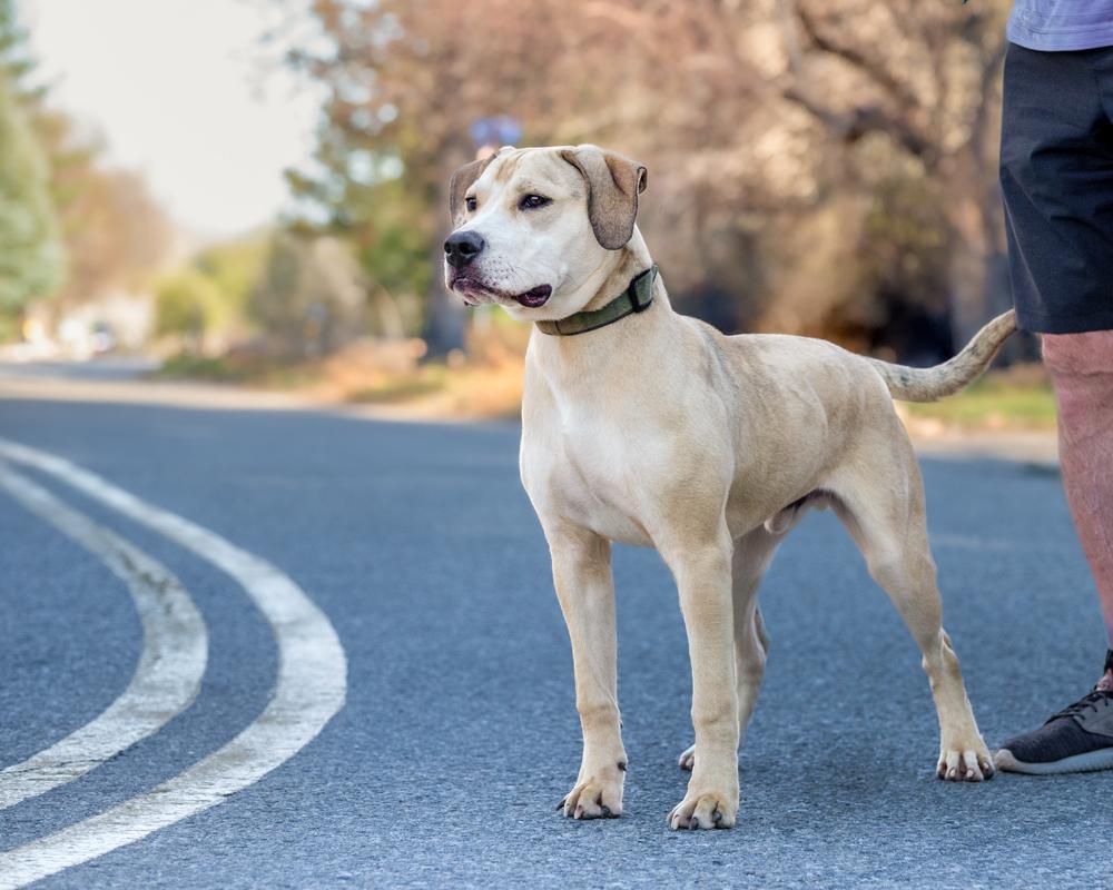 Enlarge Hank - affectionate puppy, a ADOPTABLE mixed breed in Boulder, CO image 6/6