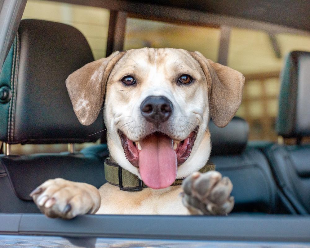 Hank - affectionate puppy, ADOPTABLE, Puppy Male Yellow Labrador Retriever & American Staffordshire Terrier.
