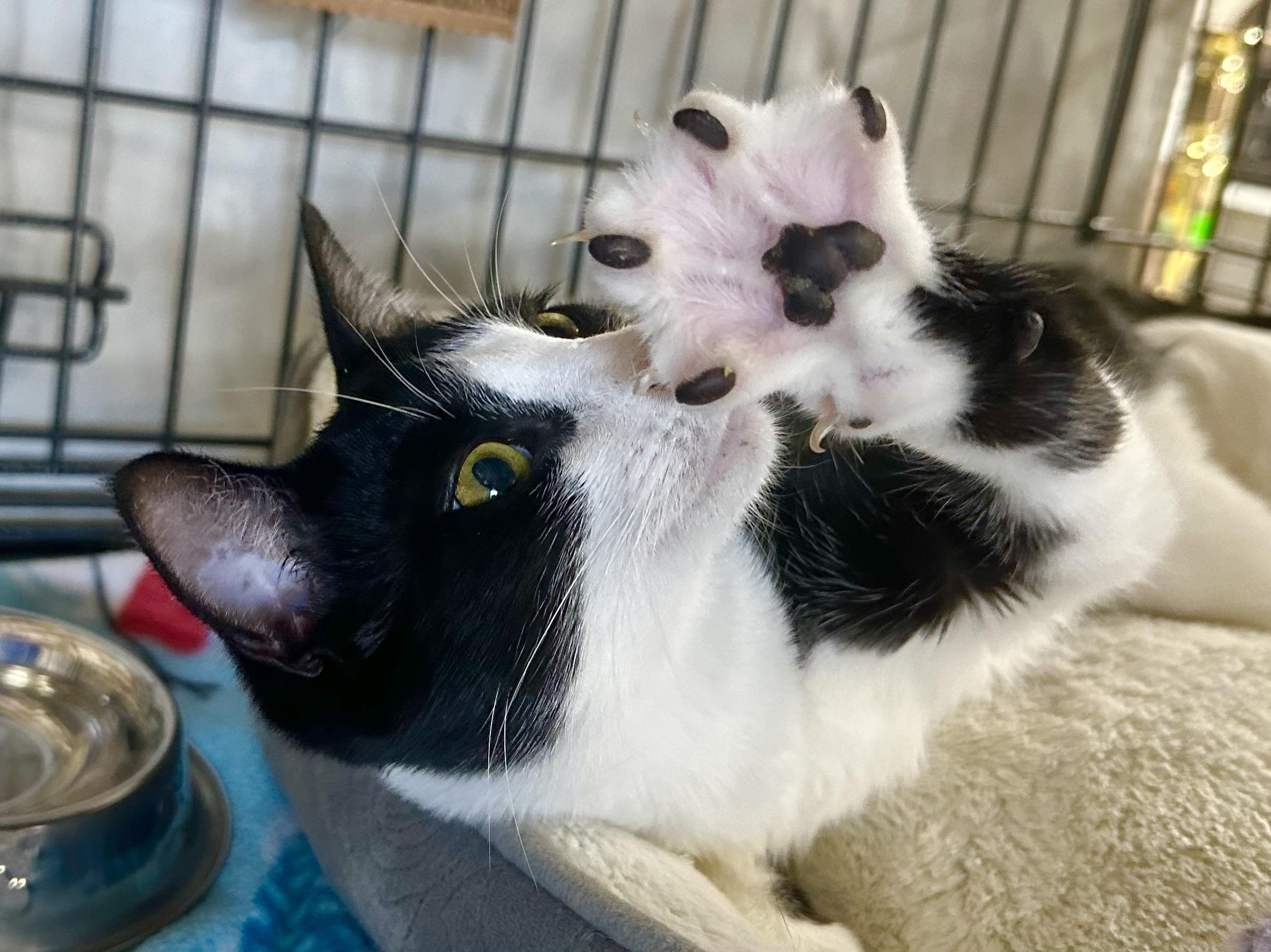 Amélie, a Adoptable Domestic Short Hair in Riverside, CA image 2/6